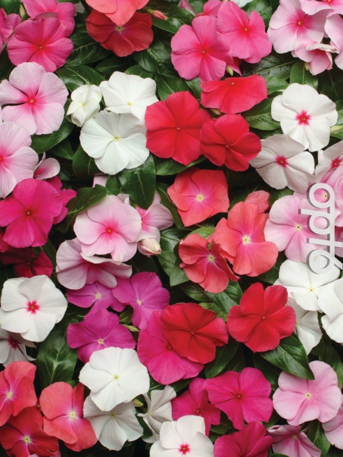 Катарантус пацифика микс