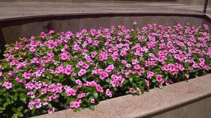 Барвинок катарантус