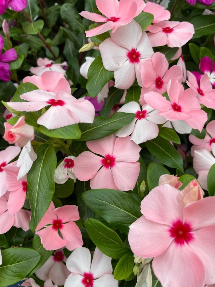 Катарантус цветок