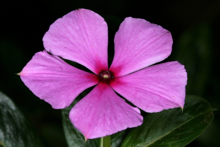 Catharanthus roseus