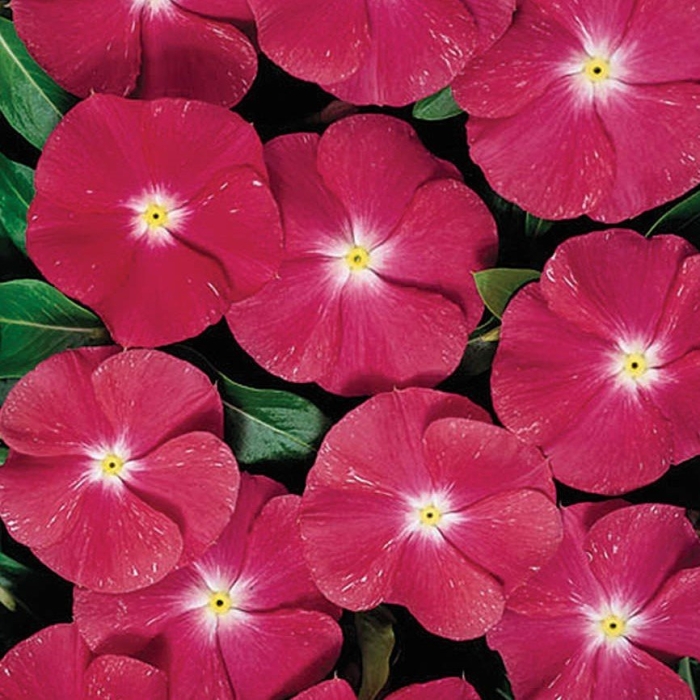 Катарантус хитвэйв бургунди 1 уп