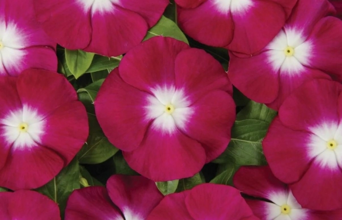 Катарантус бургунди хало