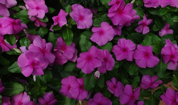 Барвинок розовый