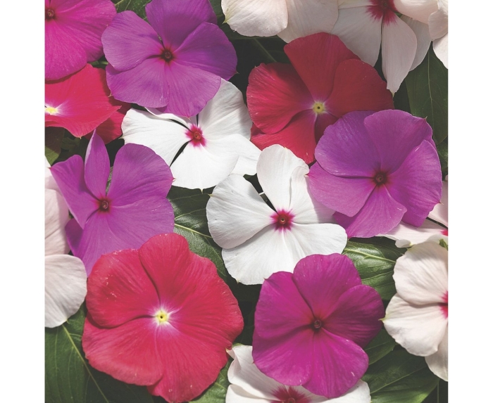 Катарантус ампельный медитерранеан микс