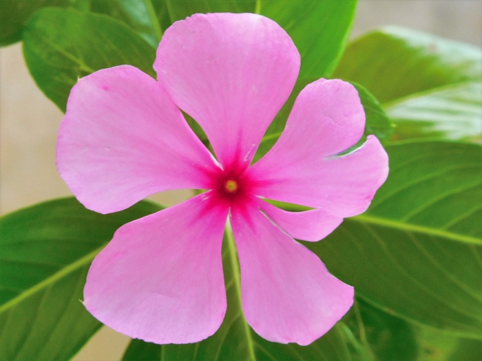 Catharanthus roseus