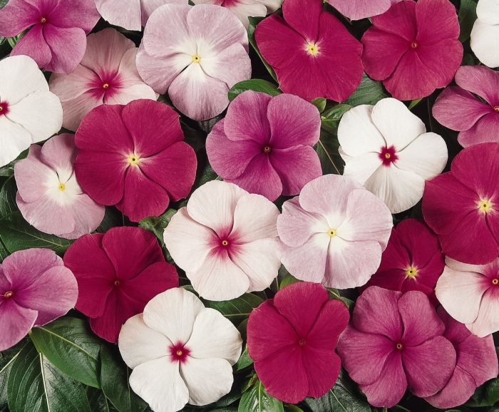 Катарантус розеус