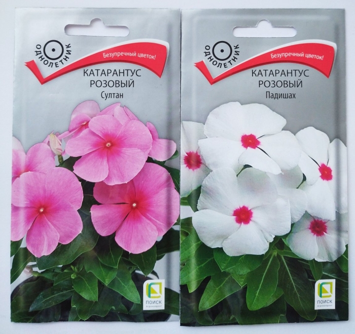 Катарантус розовый султан