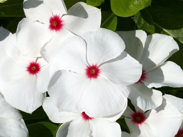 Катарантус белый