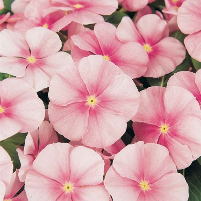 Катарантус пацифика розовый лед