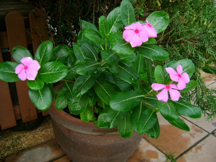 Барвинок посадка и уход