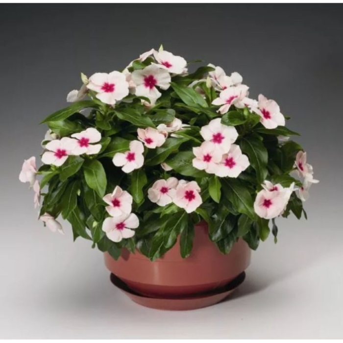 Катарантус комнатный