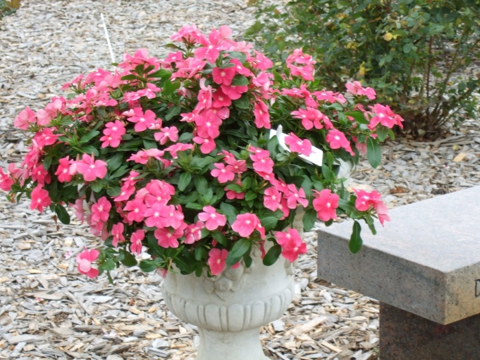 Катарантус ампельный