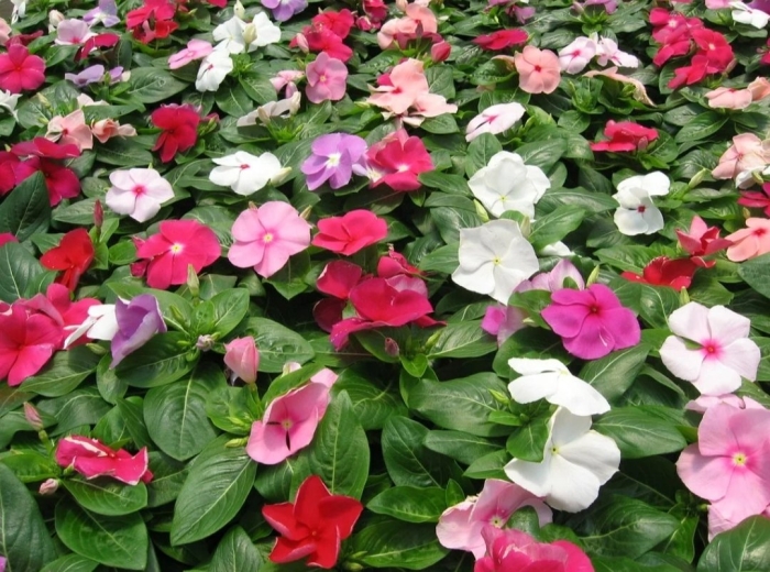 Катарантус рассада