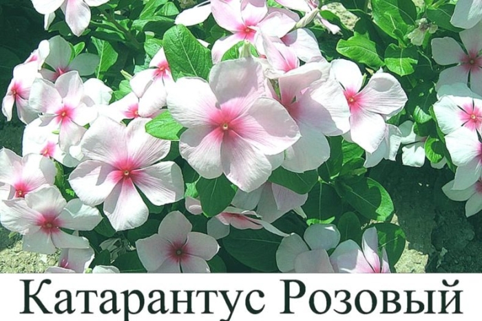 Барвинок розовый катарантус щеголь