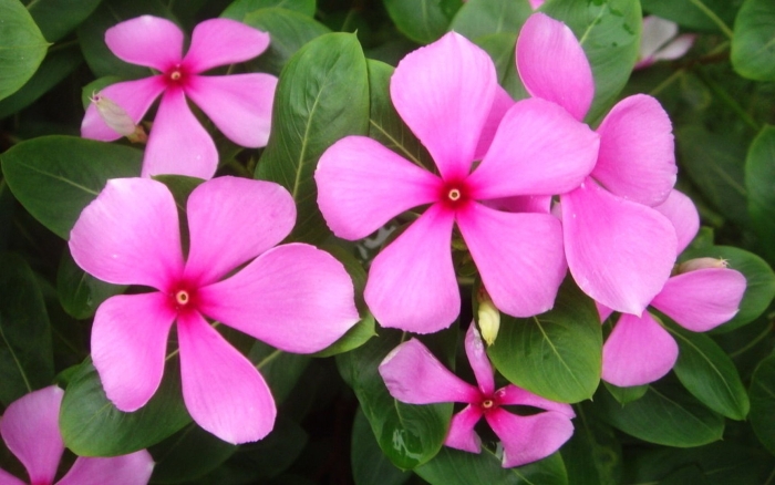 Catharanthus roseus катарантус розовый