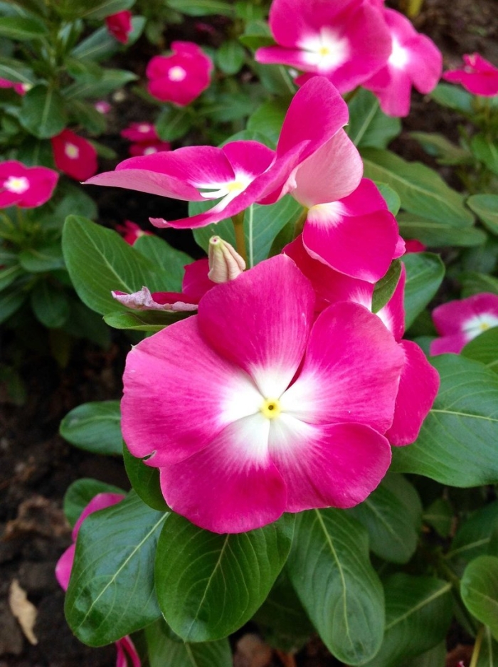 Катарантус пацифика бургундия