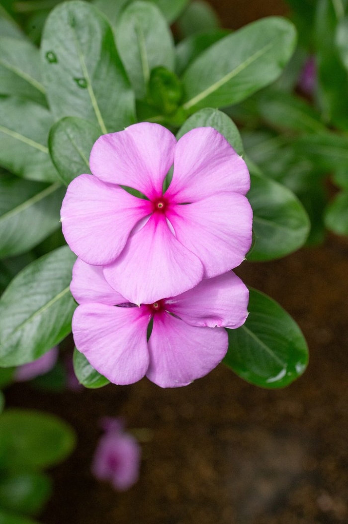 Catharanthus roseus