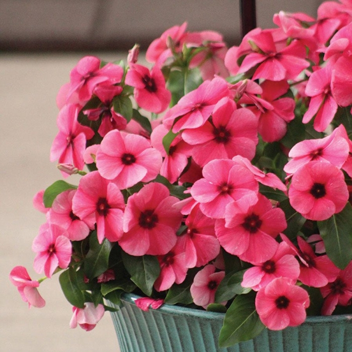 Катарантус распберри