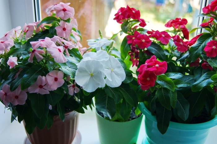 Комнатный бальзамин