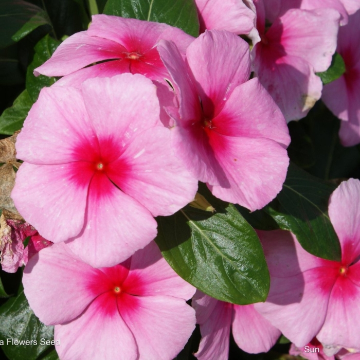 Катарантус ампельный медитерранеан