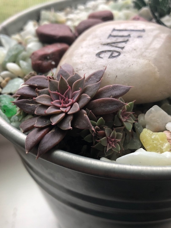 Граптопеталум русби