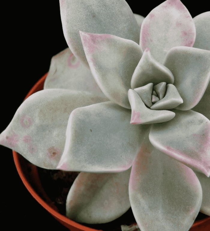 Суккулент graptopetalum