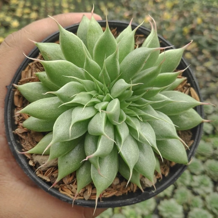 Graptopetalum filiferum