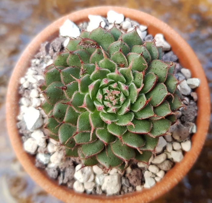 Echeveria longissima