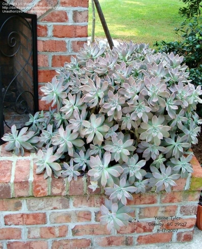 Суккулент граптопеталум альтаир