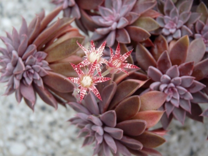 Суккулент graptosedum crassula