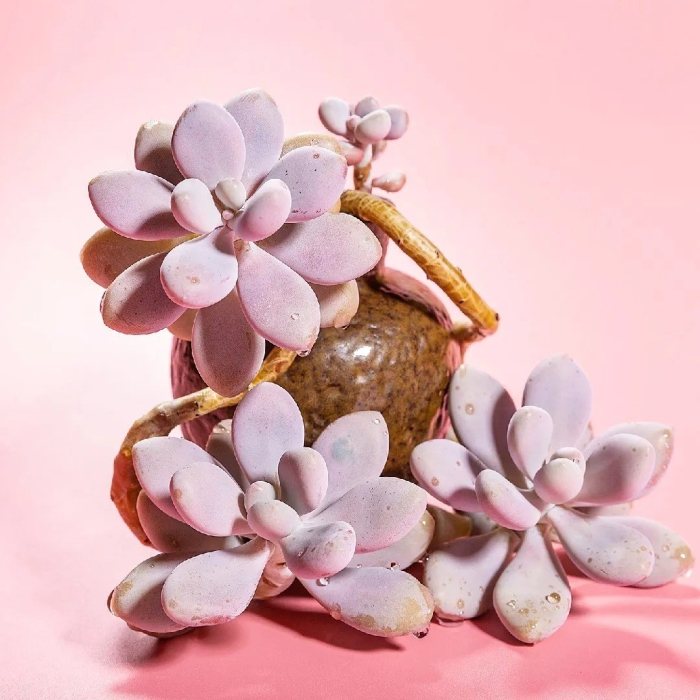 Graptopetalum amethystinum