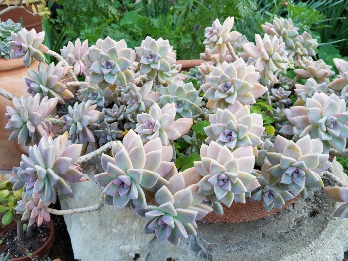 Суккулент граптопеталум парагвайский