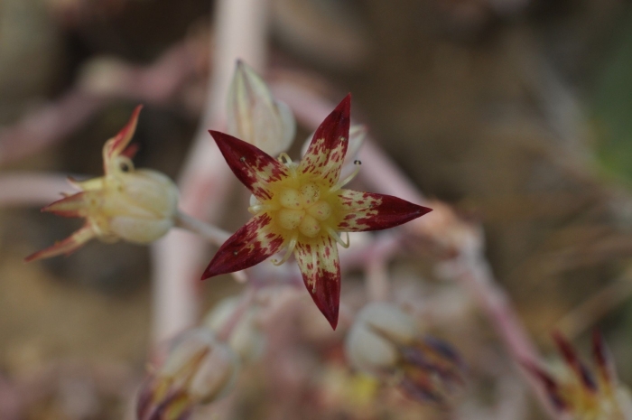 Graptopetalum macdougallii