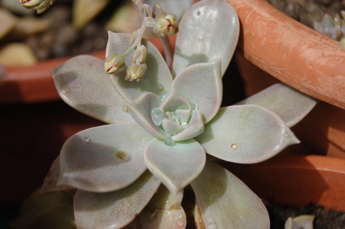 Суккулент цветет граптопеталум