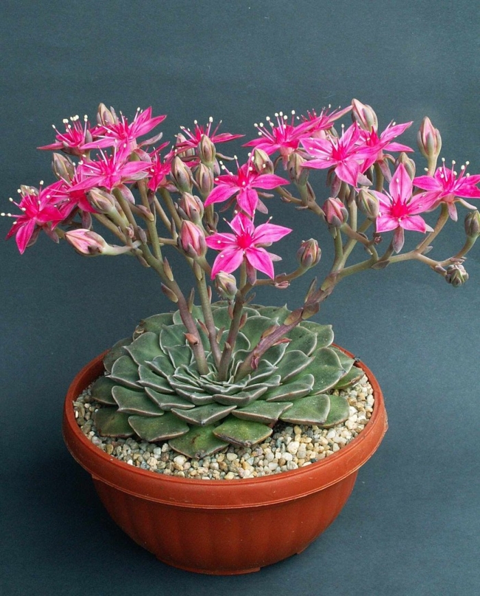 Граптопеталум беллум