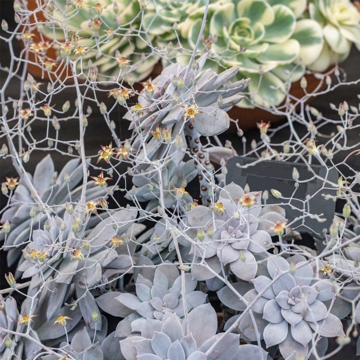 Graptopetalum superbum