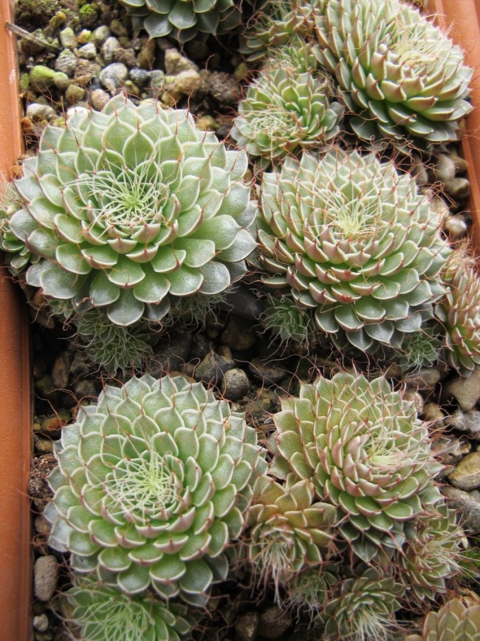 Суккулент граптопеталум филиферум