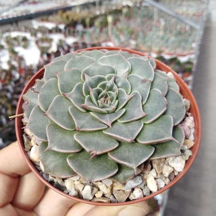 Граптопеталум беллум