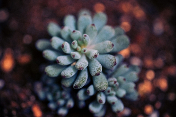 Граптопеталум блю бин