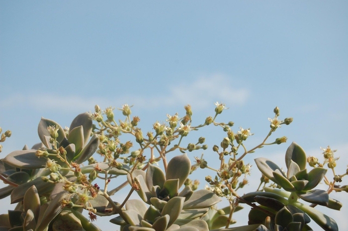 Пятнистолепестник толстянковые