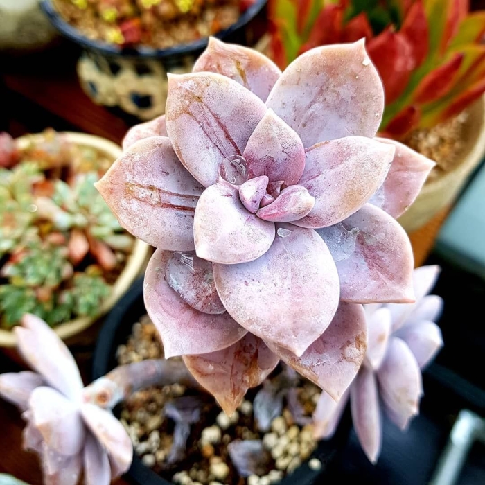 Граптопеталум суперба