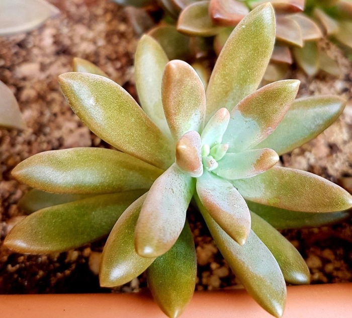 Суккулент граптоверия