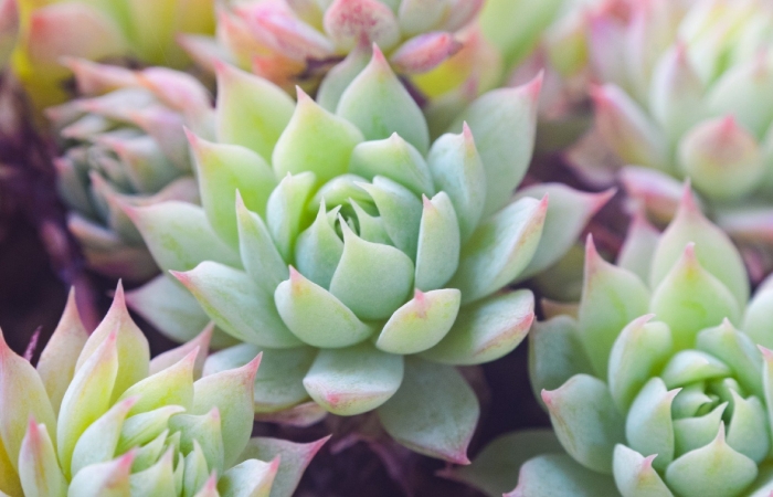 Суккулент эхеверия echeveria