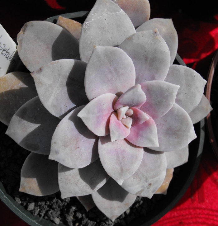 Graptopetalum pentandrum