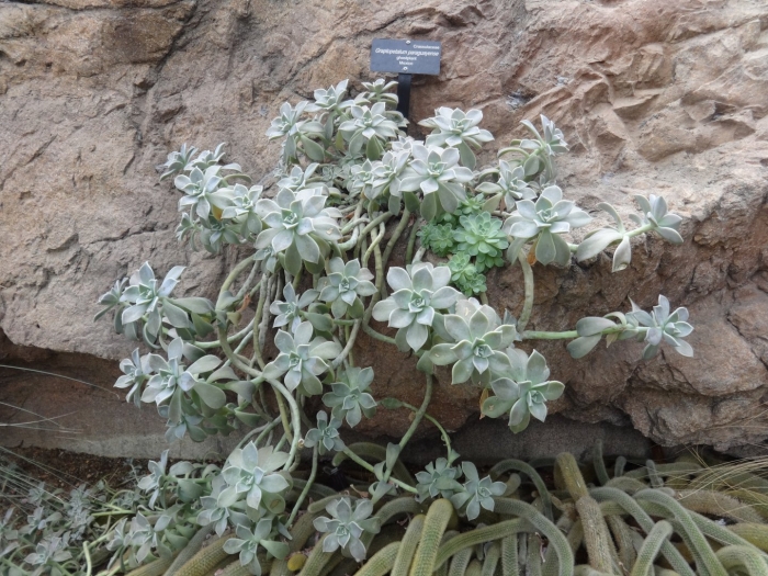 Граптопеталум paraguayense