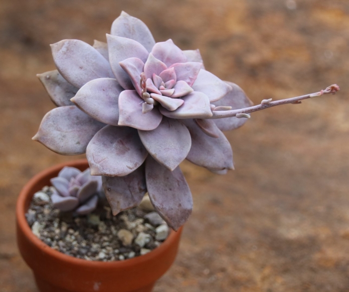 Graptopetalum superbum