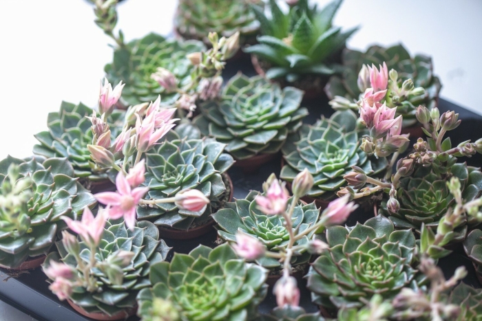 Суккулент граптопеталум