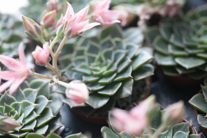 Граптопеталум филиферум