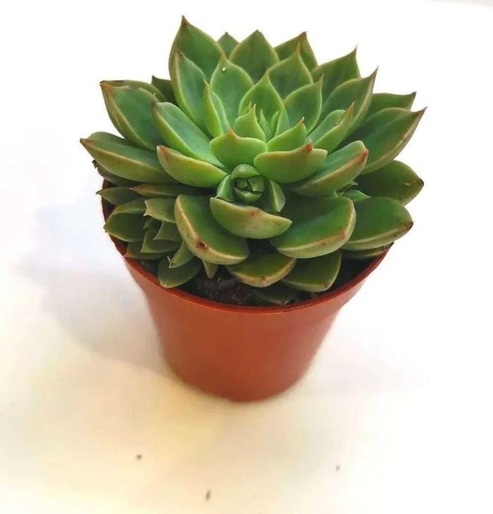 Эхеверия агавоидес эбони