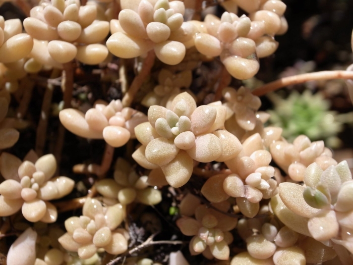 Граптопеталум миринае